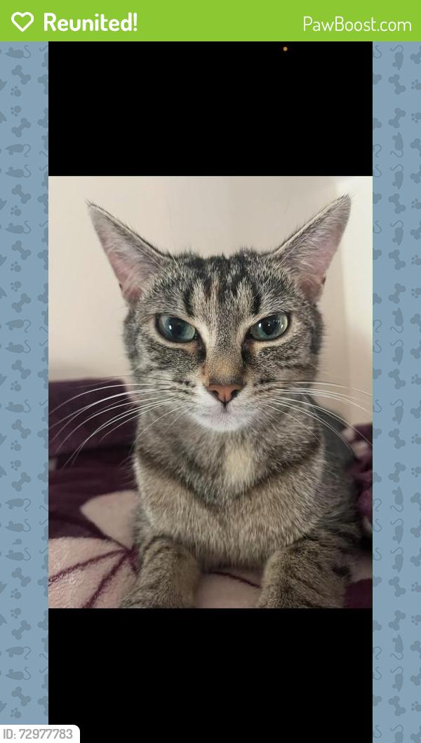 Reunited Female Cat last seen Near hollydale road, West Midlands, England B24 9LT