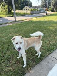 Found/Stray Male Dog last seen Homer St and Guernsey, Memphis, TN 38122
