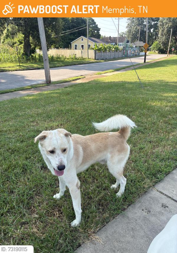 Found/Stray Male Dog last seen Homer St and Guernsey, Memphis, TN 38122