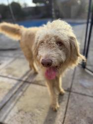 Reunited Male Dog last seen Near Pangborn Ave, Downey, CA 90241