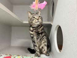 Shelter Stray Male Cat last seen Outside of ACC, NEW YORK, NY, 10029, 326 E 110th St, New York, NY 10029, USA