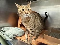 Shelter Stray Male Cat last seen Apt 5F,37 Payson Avenue, NEW YORK, NY, 10034, 326 E 110th St, New York, NY 10029, USA