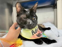 Shelter Stray Male Cat last seen E 86th Street, NEW YORK, NY, 10028, 326 E 110th St, New York, NY 10029, USA