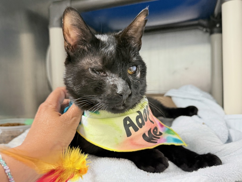 Shelter Stray Male Cat last seen E 86th Street, NEW YORK, NY, 10028, 326 E 110th St, New York, NY 10029, USA