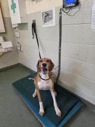 Shelter Stray Female Dog last seen Newbys Bridge Road, CHESTERFIELD, VA, 23832, 9300 Public Works Rd, Chesterfield, VA 23832, USA