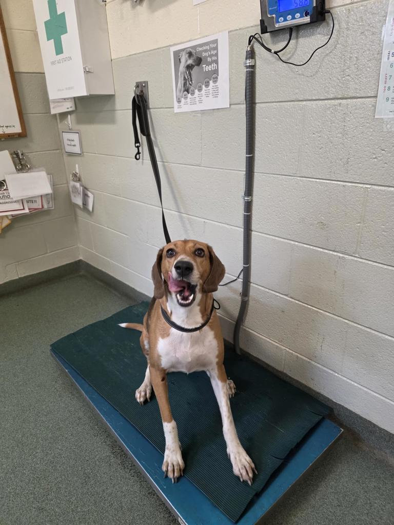 Shelter Stray Female Dog last seen Newbys Bridge Road, CHESTERFIELD, VA, 23832, 9300 Public Works Rd, Chesterfield, VA 23832, USA