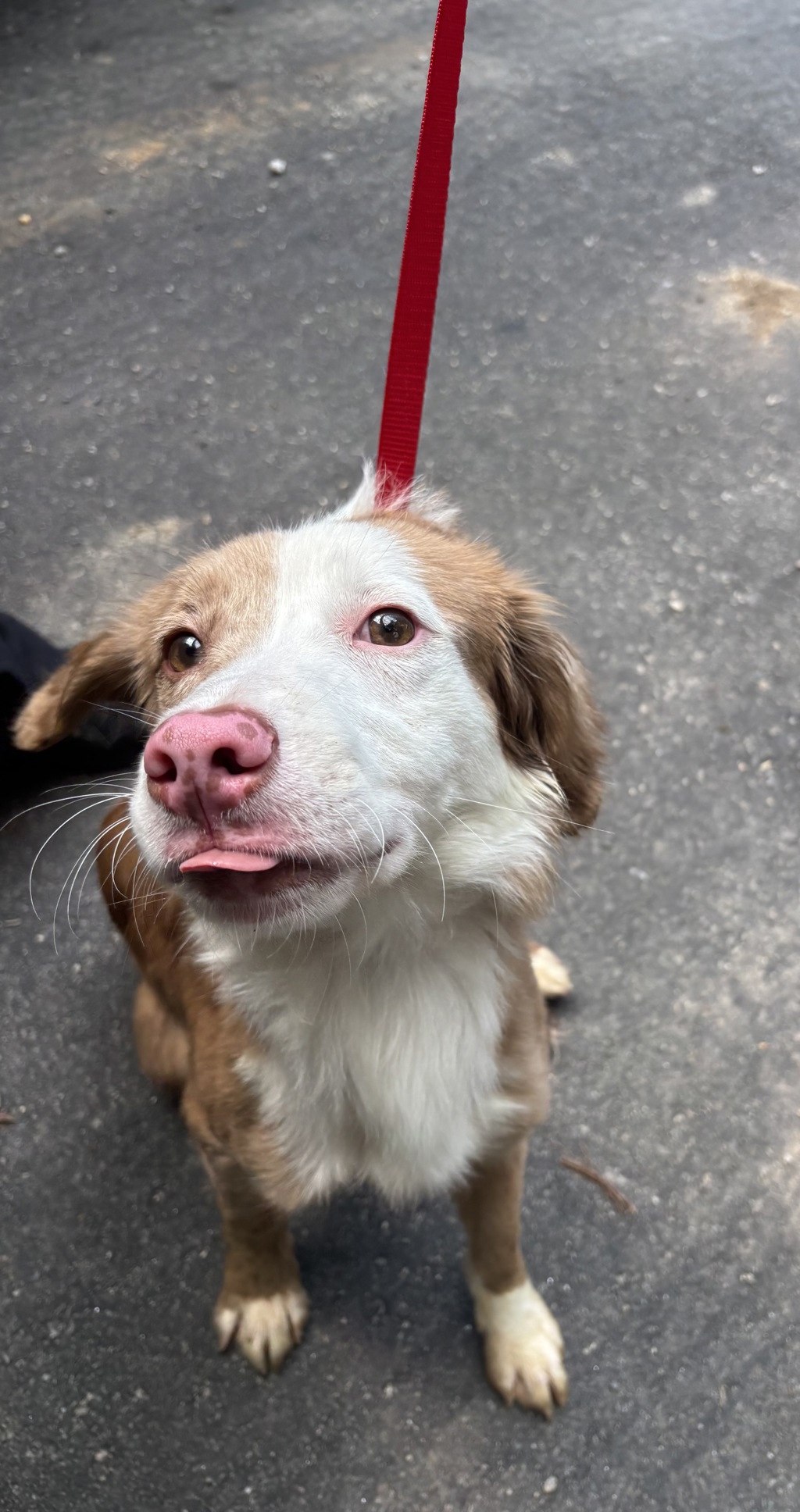 Shelter Stray Male Dog last seen Flagger Rd, North Chesterfield, VA, 23237, 9300 Public Works Rd, Chesterfield, VA 23832, USA