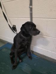 Shelter Stray Male Dog last seen Walmart on Chalkley rd, CHESTER, VA, 23831, 9300 Public Works Rd, Chesterfield, VA 23832, USA