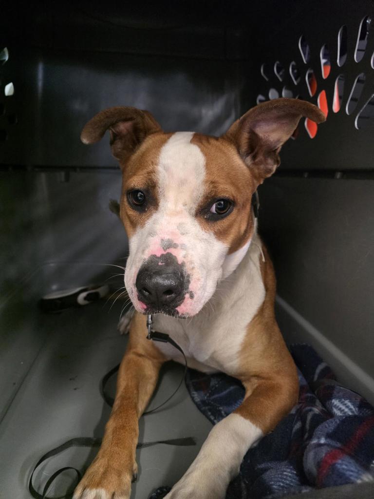Shelter Stray Female Dog last seen Fieldfare Drive, CHESTERFIELD, VA, 23832, 9300 Public Works Rd, Chesterfield, VA 23832, USA