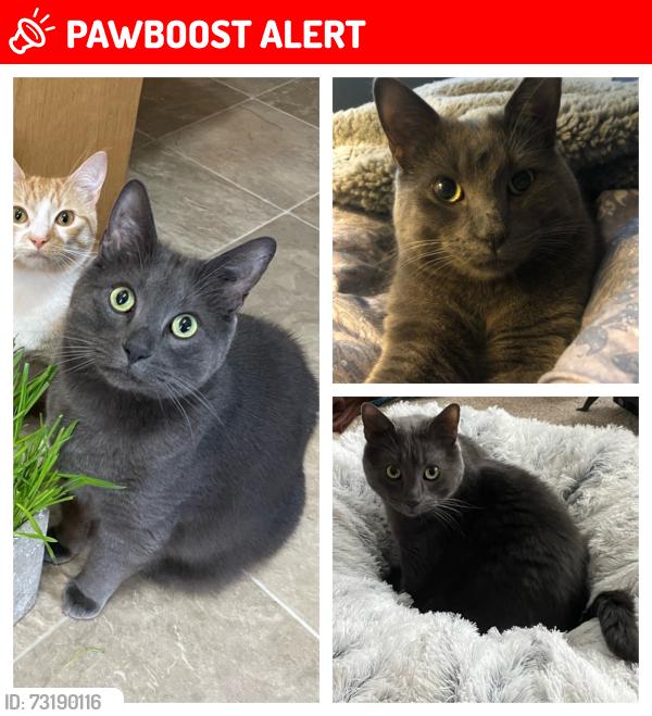 Lost Male Cat last seen Brentwood area, Sherwood Park, AB T8A 2H2