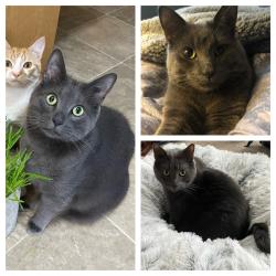 Lost Male Cat last seen Brentwood area, Sherwood Park, AB T8A 2H2