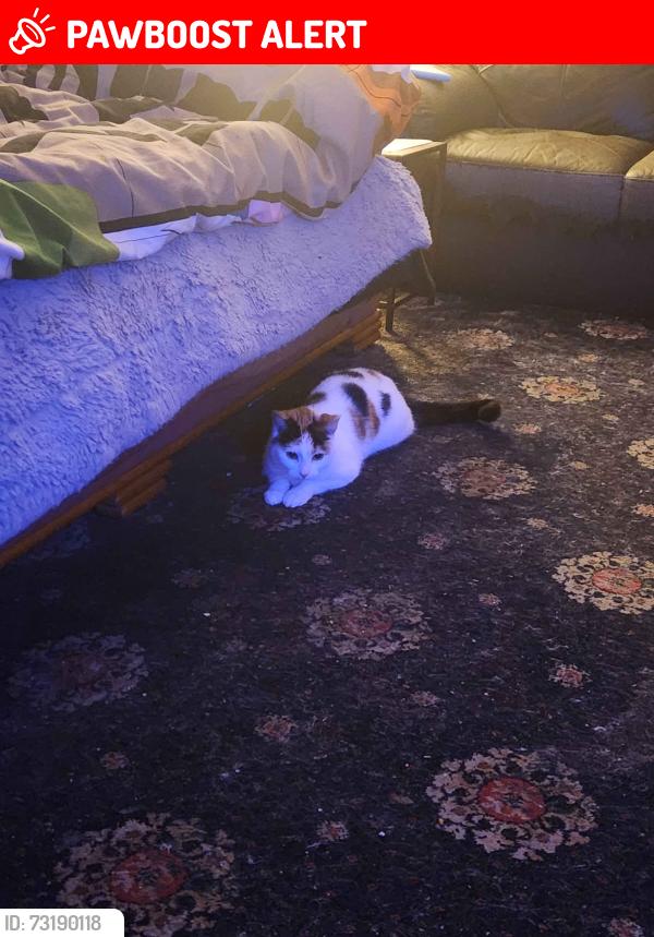 Lost Female Cat last seen Norley hall avenue, Greater Manchester, England WN5 9UY