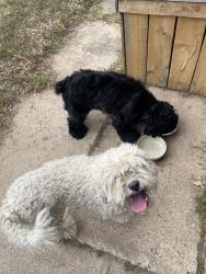 Found/Stray Male Dog last seen Holly & 35th Ave, Denver, CO 80207