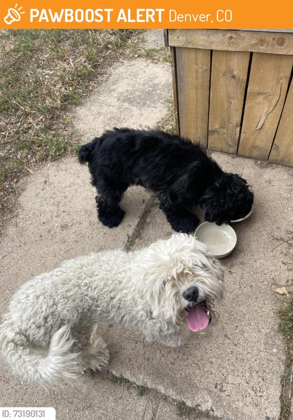 Found/Stray Male Dog last seen Holly & 35th Ave, Denver, CO 80207