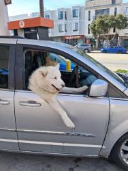 Reunited Male Dog last seen Steiner and Golden Gate, San Francisco, CA 94115