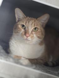 Lost Female Cat last seen Lindbergh and Ranger lane, Chino, CA 91708
