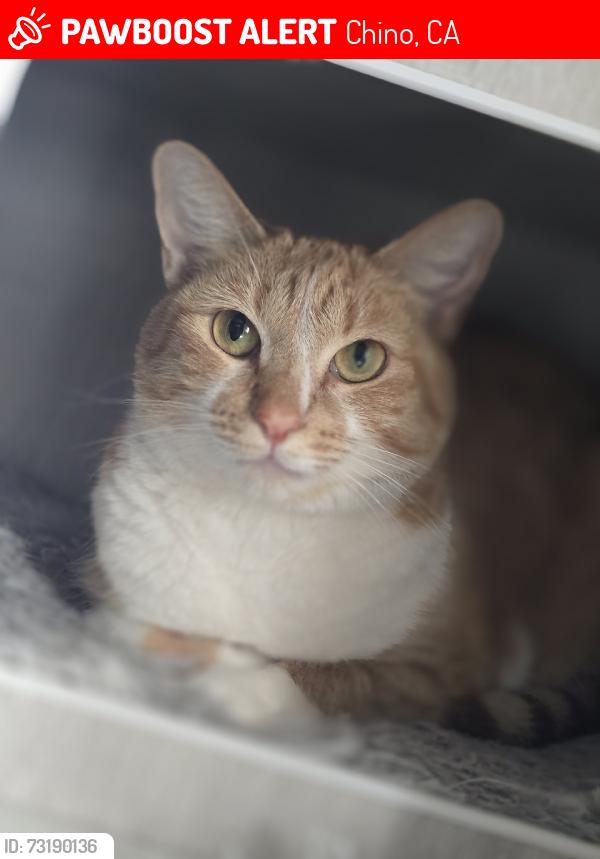 Lost Female Cat last seen Lindbergh and Ranger lane, Chino, CA 91708