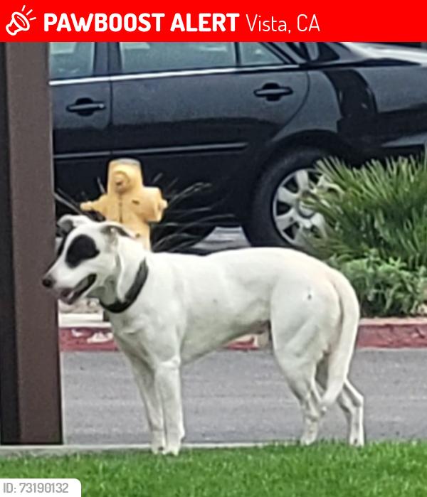 Lost Unknown Dog last seen Hibiscus, Vista, CA 92081