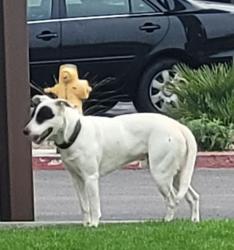 Lost Unknown Dog last seen Hibiscus, Vista, CA 92081