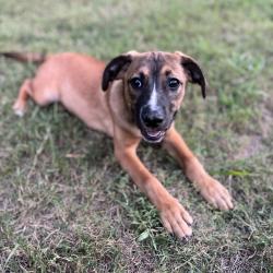 Shelter Stray Male Dog last seen , 2350 Appling City Cove, Memphis, TN 38133, USA