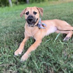 Shelter Stray Female Dog last seen , 2350 Appling City Cove, Memphis, TN 38133, USA
