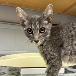 Shelter Stray Male Cat last seen , 328 Furman Hall Rd, Greenville, SC 29609, USA