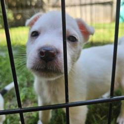 Shelter Stray Female Dog last seen , 2350 Appling City Cove, Memphis, TN 38133, USA