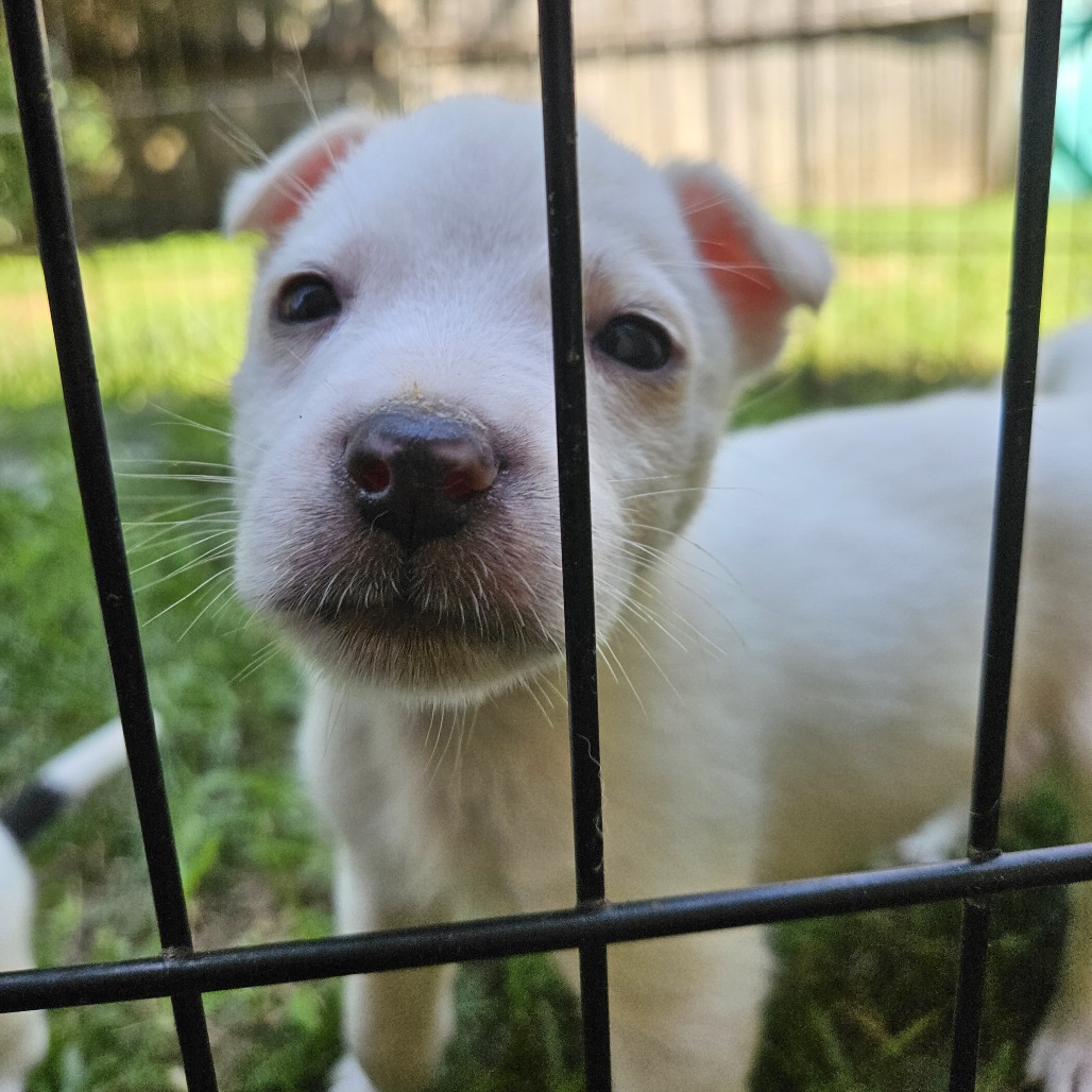 Shelter Stray Female Dog last seen , 2350 Appling City Cove, Memphis, TN 38133, USA