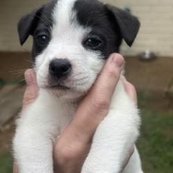 Shelter Stray Male Dog last seen , 2350 Appling City Cove, Memphis, TN 38133, USA