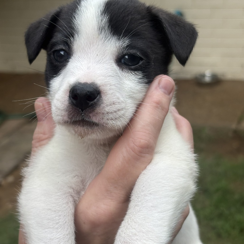 Shelter Stray Male Dog last seen , 2350 Appling City Cove, Memphis, TN 38133, USA