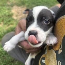 Shelter Stray Male Dog last seen , 2350 Appling City Cove, Memphis, TN 38133, USA