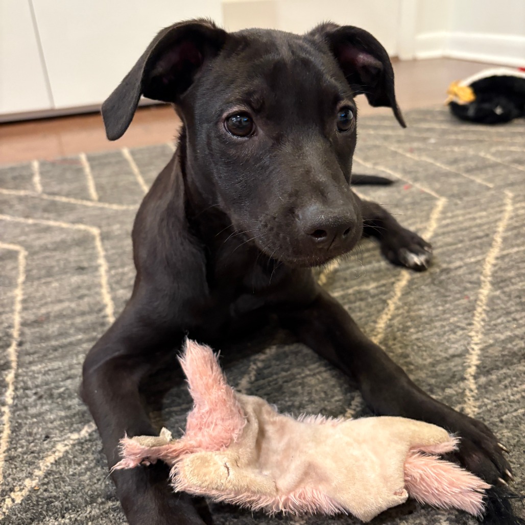 Shelter Stray Female Dog last seen , 2350 Appling City Cove, Memphis, TN 38133, USA