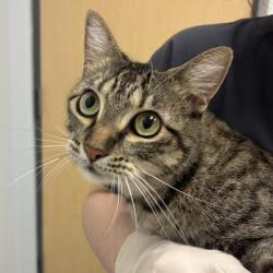 Shelter Stray Female Cat last seen , 8464 Beach Blvd, Jacksonville, FL 32216, USA
