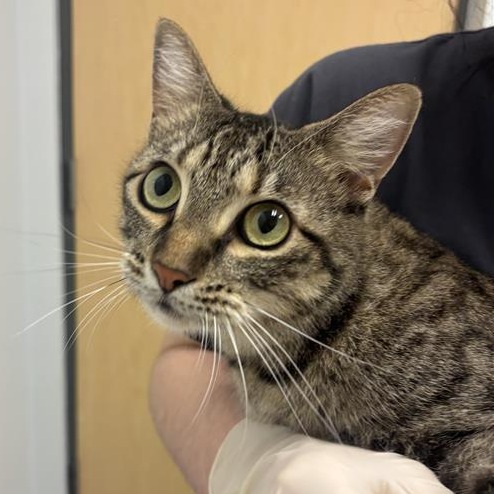 Shelter Stray Female Cat last seen , 8464 Beach Blvd, Jacksonville, FL 32216, USA