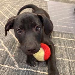 Shelter Stray Female Dog last seen , 2350 Appling City Cove, Memphis, TN 38133, USA