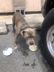 Found/Stray Male Dog last seen In my possession. Please contact me if he’s yours!, Taylorsville, NC 28681