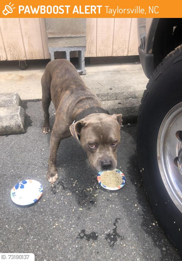 Found/Stray Male Dog last seen In my possession. Please contact me if he’s yours!, Taylorsville, NC 28681
