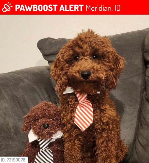 Lost Male Dog last seen N Haven Cove Ave and W Forecast, Meridian, ID 83642