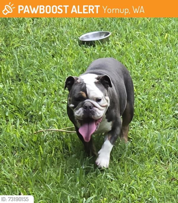Found/Stray Unknown Dog last seen Division Rd San Antonio Texas, Yornup, WA 6256
