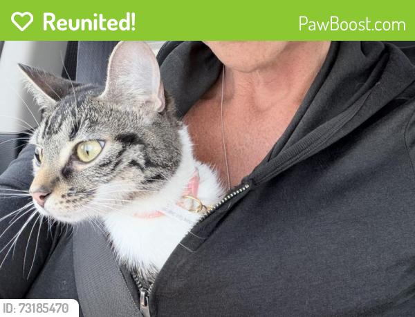 Reunited Female Cat last seen W parkton tobermory street, Parkton, NC 28371