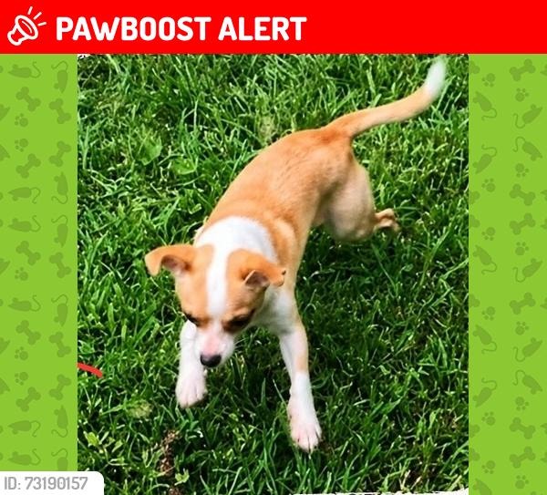 Lost Female Dog last seen Highway 58 at Bill Gross Lane, Harrison, TN, Hamilton County, TN 37363