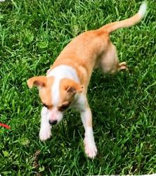 Lost Female Dog last seen Highway 58 at Bill Gross Lane, Harrison, TN, Hamilton County, TN 37363