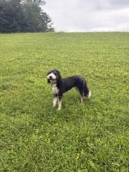 Lost Female Dog last seen Ginger Creek Lane and Smoky Mountain Lane, Clayton, GA 30525