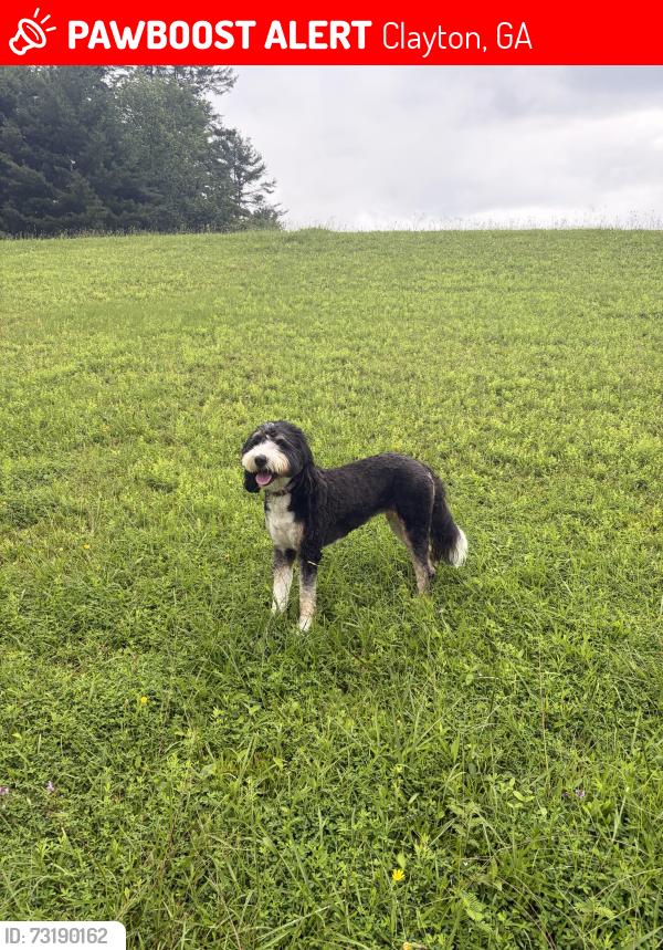 Lost Female Dog last seen Ginger Creek Lane and Smoky Mountain Lane, Clayton, GA 30525