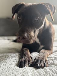 Reunited Male Dog last seen Near Saywell Ave, East Cleveland, Cleveland, OH 44108