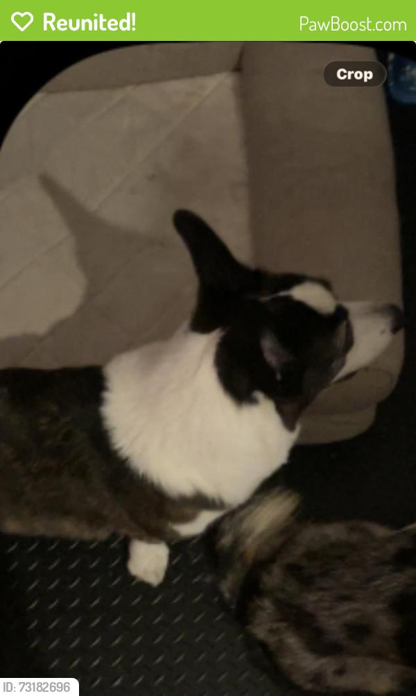 Reunited Male Dog last seen Waters End Neighborhood, Carlsbad, CA 92011