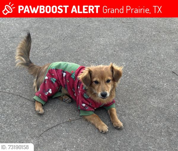 Lost Male Dog last seen Blueberry ln, Grand Prairie, TX 75052