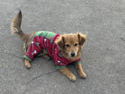 Lost Male Dog last seen Blueberry ln, Grand Prairie, TX 75052