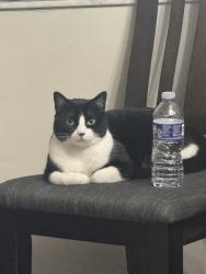 Reunited Male Cat last seen apmt complex behind city furniture store near mater academy high school, Hialeah, FL 33016