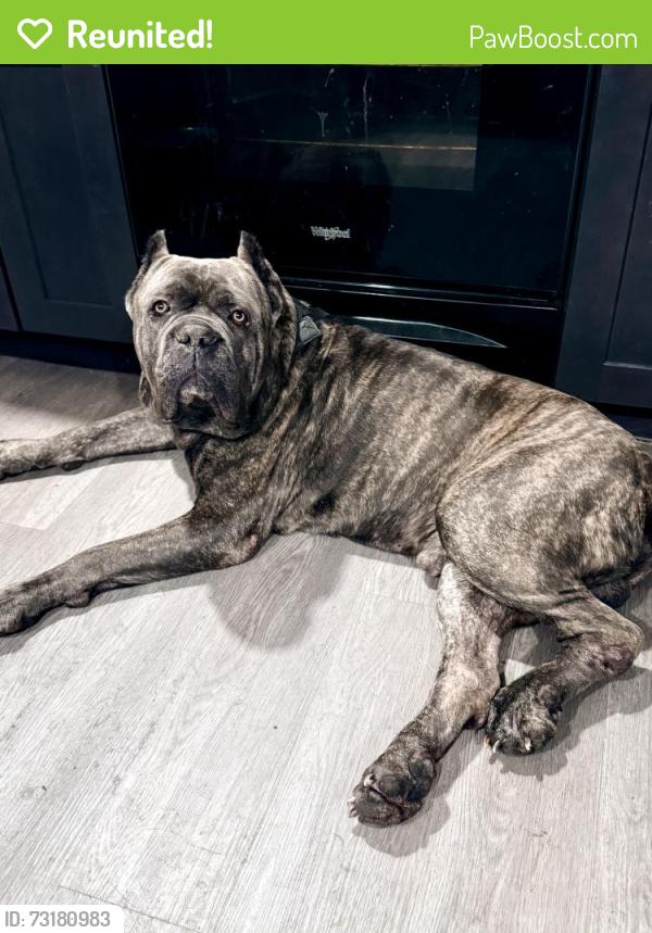 Reunited Male Dog last seen Geiger montessori, Tacoma, WA 98465